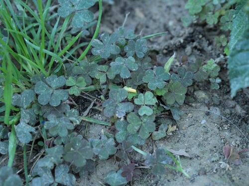 Creeping Woodsorrel