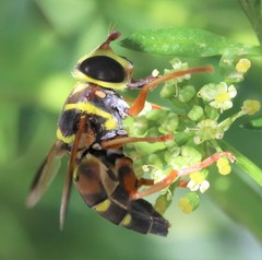 Meromacrus gloriosus