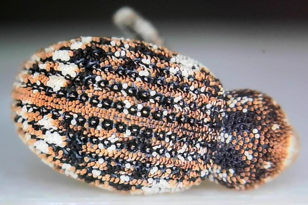 Gerstaeckeria unicolor