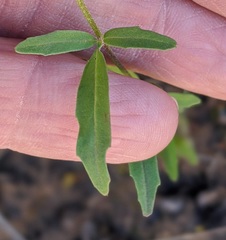 Clarkia epilobioides