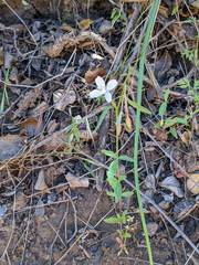 Clarkia epilobioides