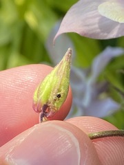 Nasonovia aquilegiae