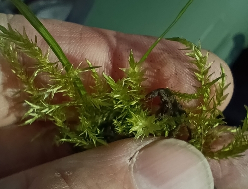 Calliergon cordifolium observed 2026-09-27