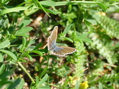 Plebejus idas