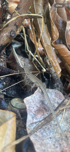 Italian Wall Lizard