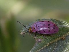 Alagoasa vigintiseptemmaculata