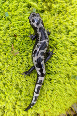 Ambystoma opacum