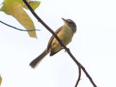 Tolmomyias sulphurescens