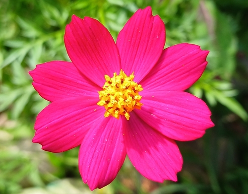 Cosmos caudatus observed 2026-09-27