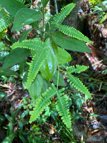 Gleichenella pectinata observed 2026-09-26
