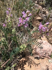 Astragalus flexuosus