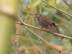 Thryophilus rufalbus