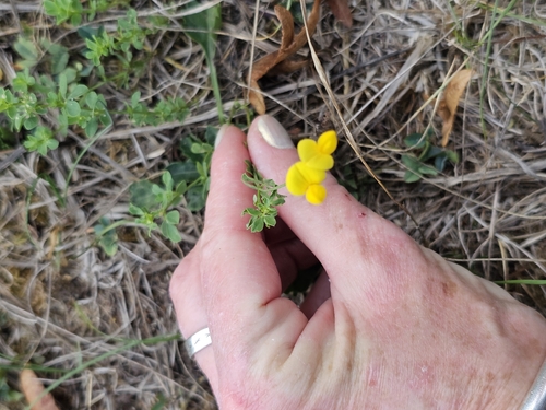 bird's-foot trefoil