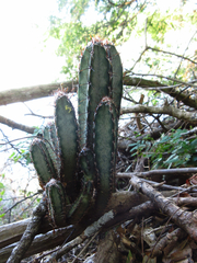 Cereus stenogonus