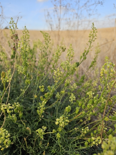Wild Mignonette