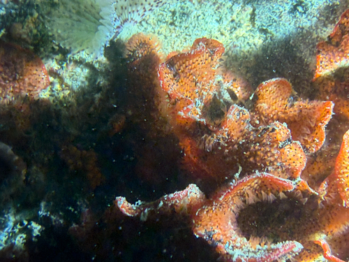 Watersipora subtorquata observed 2026-09-26