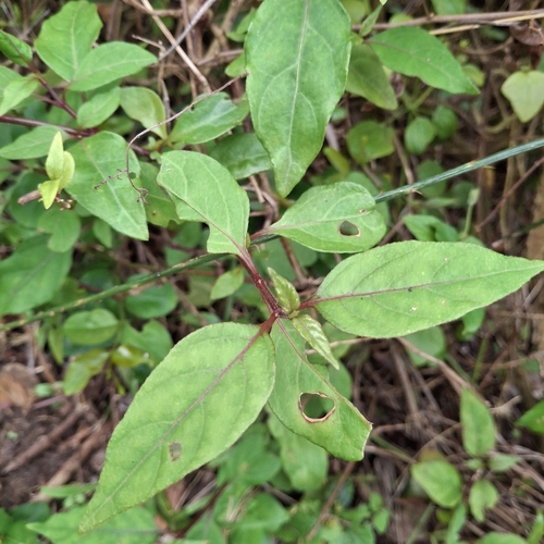 Pupalia lappacea, 2026-09-27