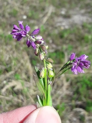Polygala comosa