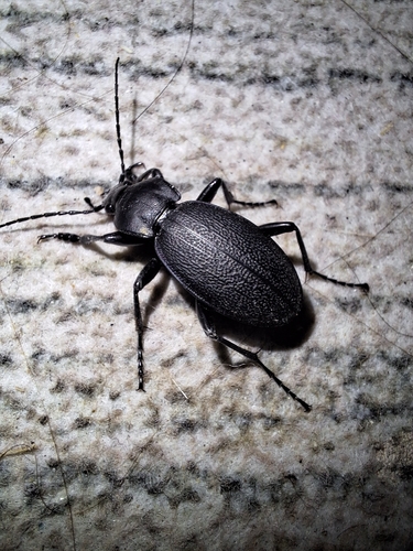 Leather Beetle