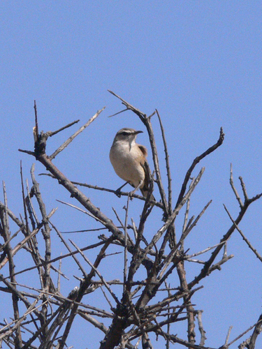 iNaturalist image