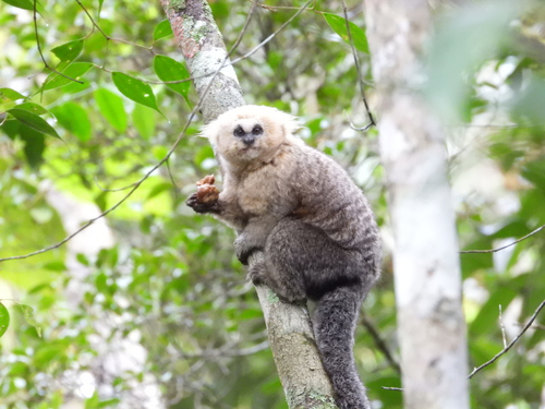 Buffy-headed Marmoset