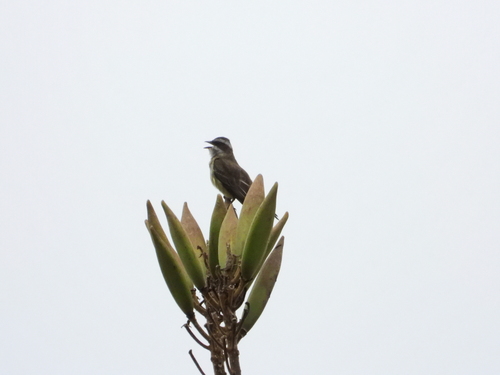 Piratic Flycatcher