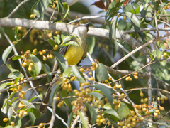 Tyrannus melancholicus