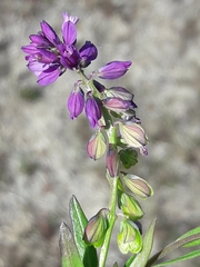 Polygala comosa