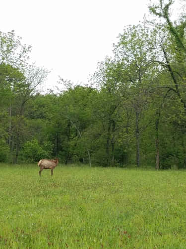 Elk photographed in Missouri