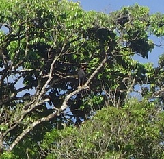 Buteogallus urubitinga