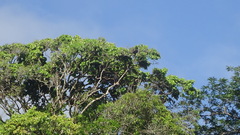 Buteogallus urubitinga