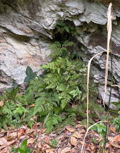 Gymnocarpium robertianum, 2026-09-24