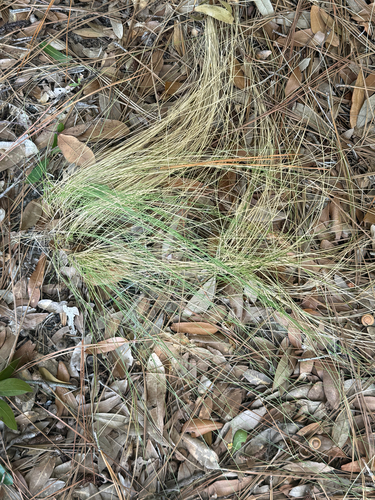 Aristida stricta, 2026-09-25