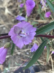 Clarkia bottae