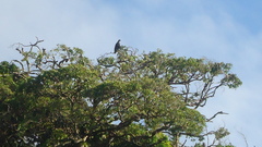 Buteogallus urubitinga