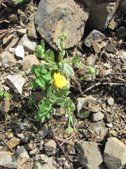 Calendula arvensis