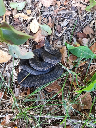 Adder