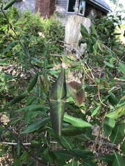 Lonicera sempervirens
