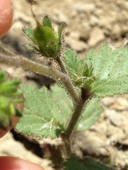 Phacelia viscida viscida
