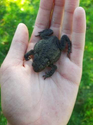 European Toad