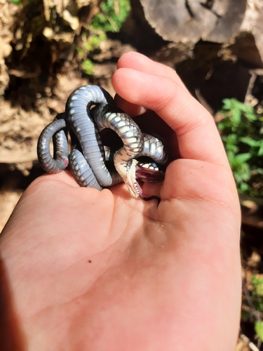 grass snake