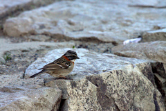 Zonotrichia capensis