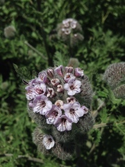 Phacelia hubbyi