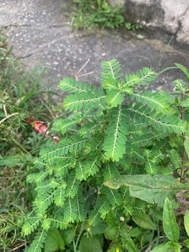 Phyllanthus niruri observed 2026-09-27