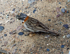 Zonotrichia capensis