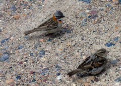Zonotrichia capensis