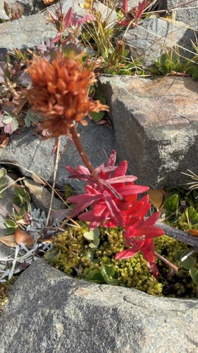 Queen's Crown