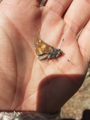 Lon melane vitellina