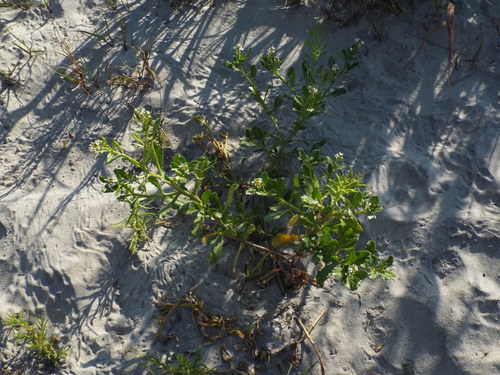 Cakile edentula ssp. harperi