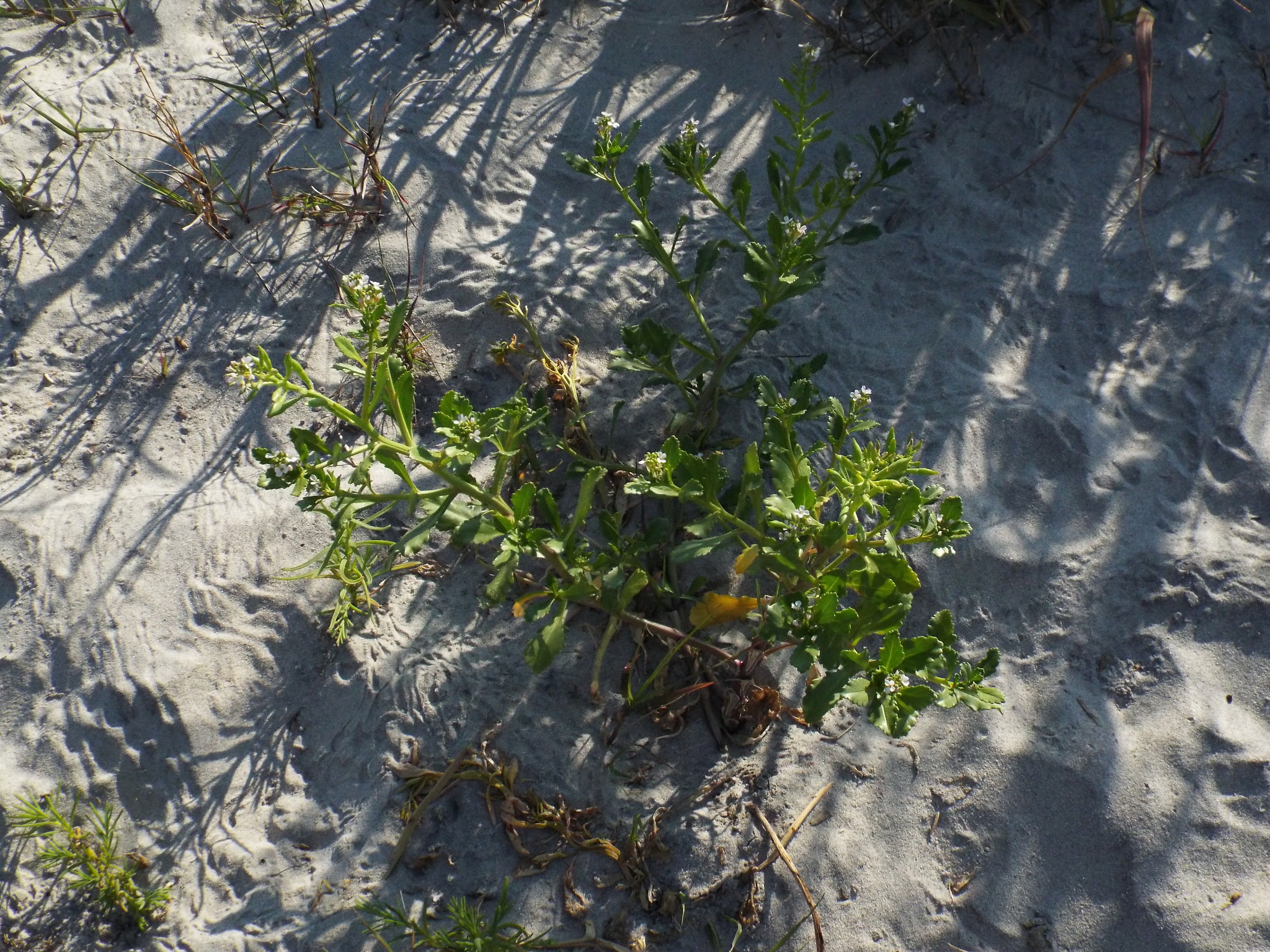 Cakile edentula ssp. harperi